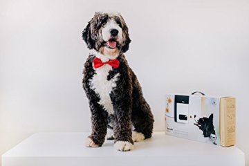 Petcube Bites Pet Camera Tierkamera mit Belohnung