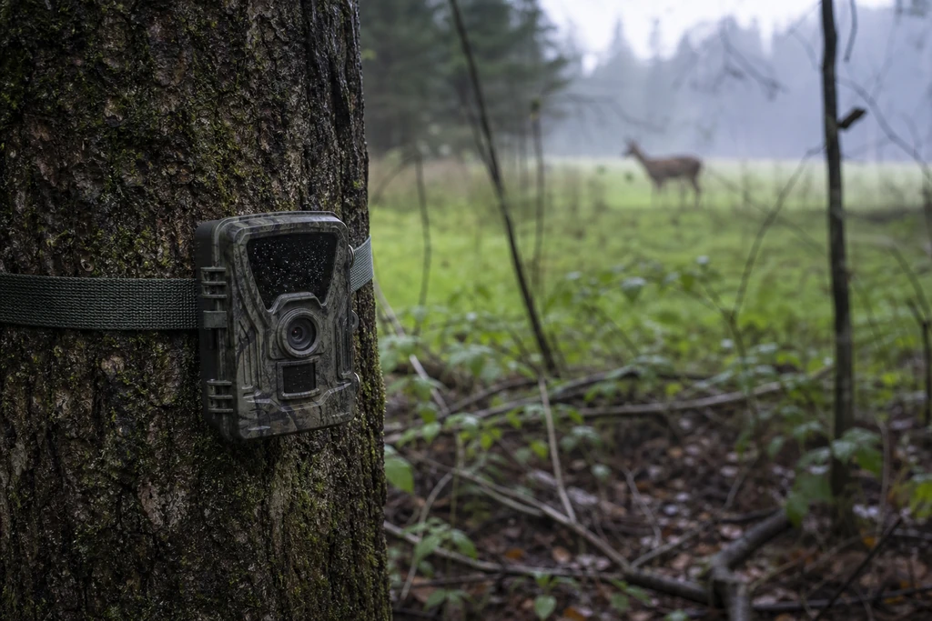 Wildkamera im Wald an Baumstamm befestigt